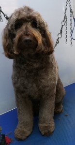 Archie