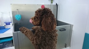 Baxter